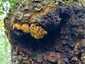 Kétalakú csertapló (Inonotus nidus-pici), Budai-hegység